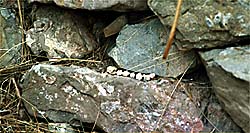 Teeth (C)1998 Vic Winter/Jennifer Dudley- ICSTARS Astronomy