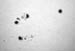 WL_sunspots_6_29_91_20mm1