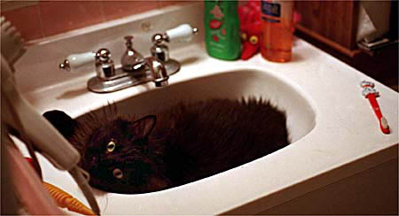 cometkitty_sink_1_19_01