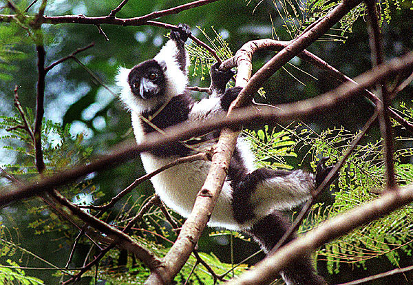 lemur_01