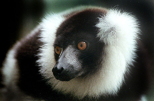 lemur_02