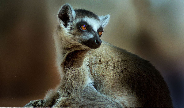 lemur_04