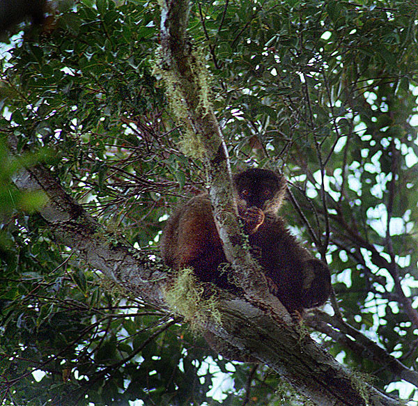 lemur_05