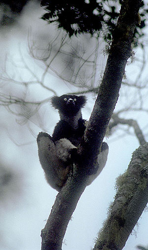 lemur_07