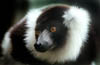 lemur_02