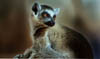 lemur_04