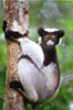lemur_06