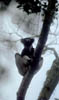 lemur_07